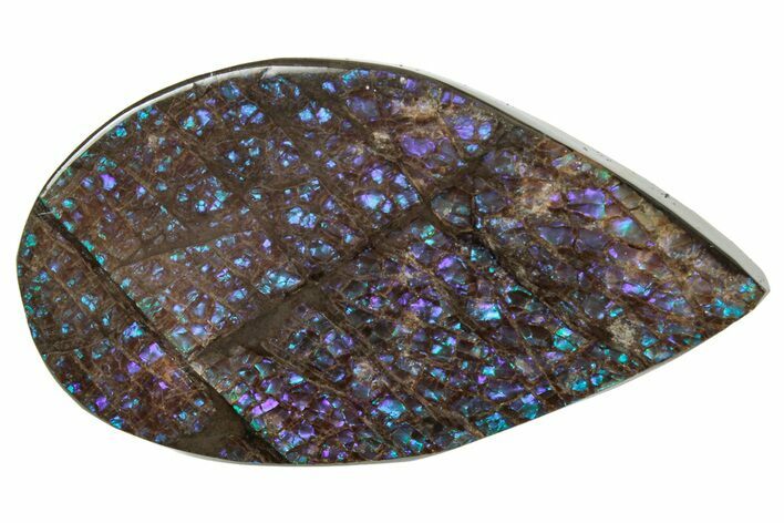 Flashy Ammolite (Fossil Ammonite Shell) - Blues & Purples #357630